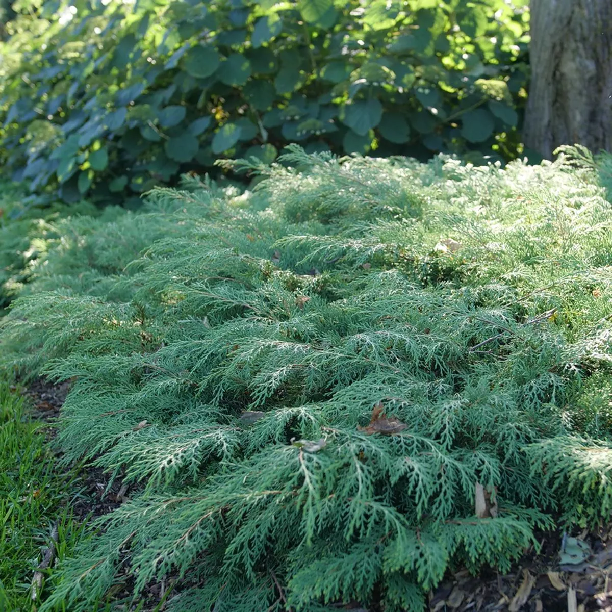 Celtic Pride Siberian Cypress (Microbiota)