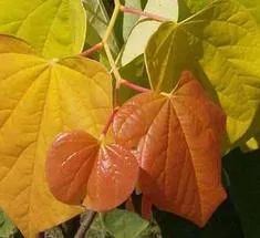 Cercis can The Rising Sun #7
