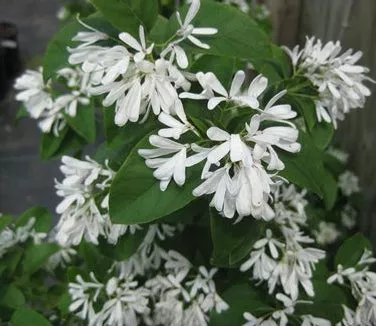 Chionanthus ret Tokyo Tower #10