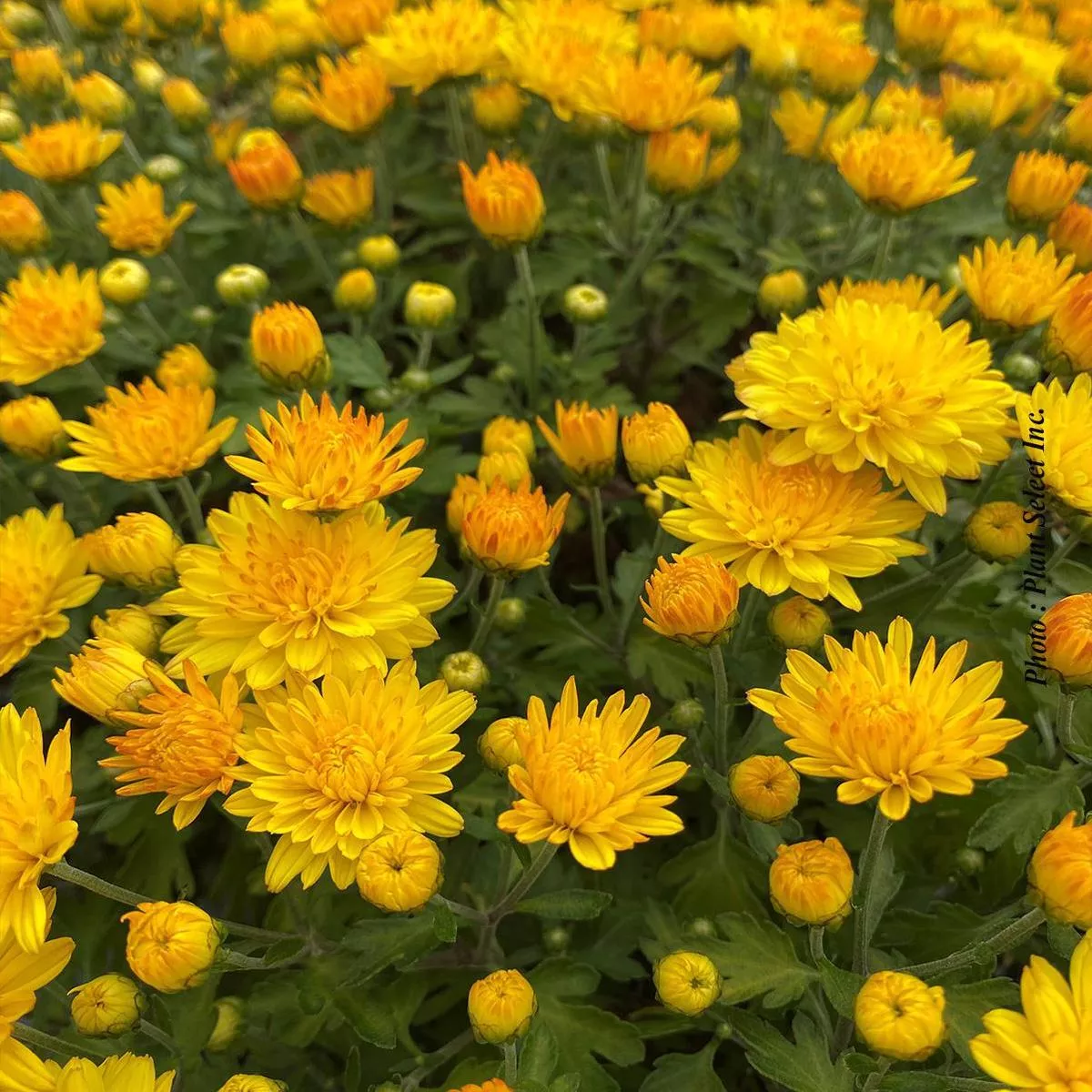 Chrysanthemum’Sunny Igloo ’