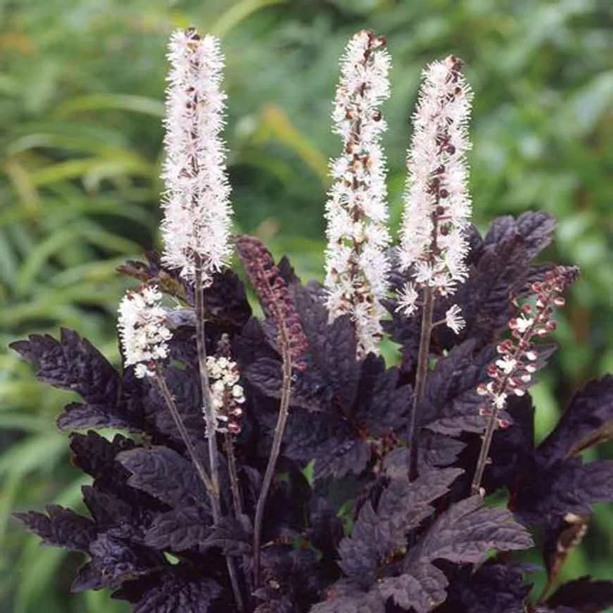 Cimicifuga’Brunette ’