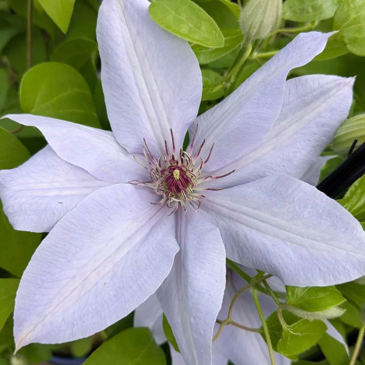 Clematis Bernadine