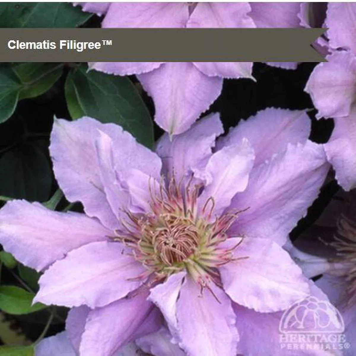 Clematis’Filigree ’