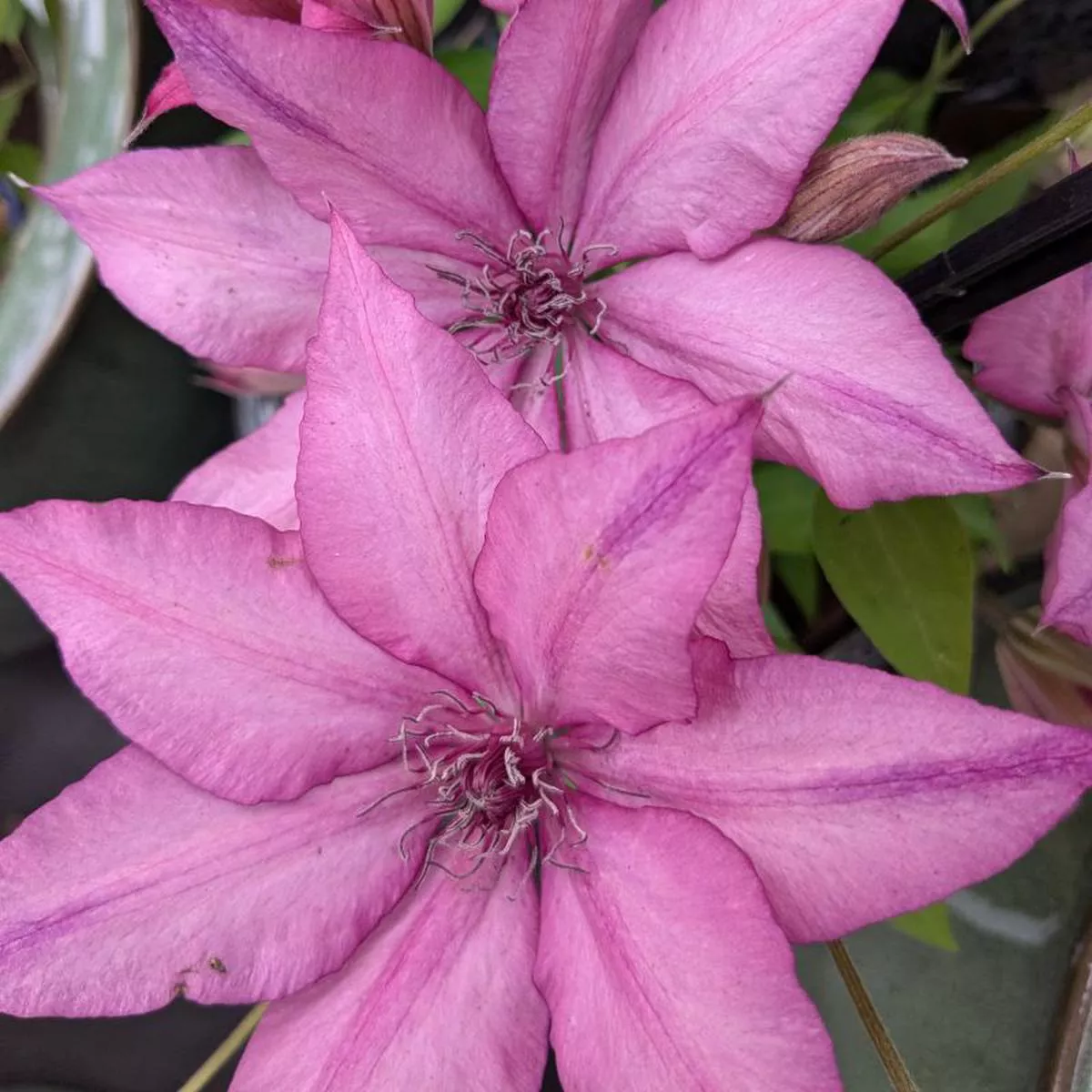 Clematis’Giselle ’