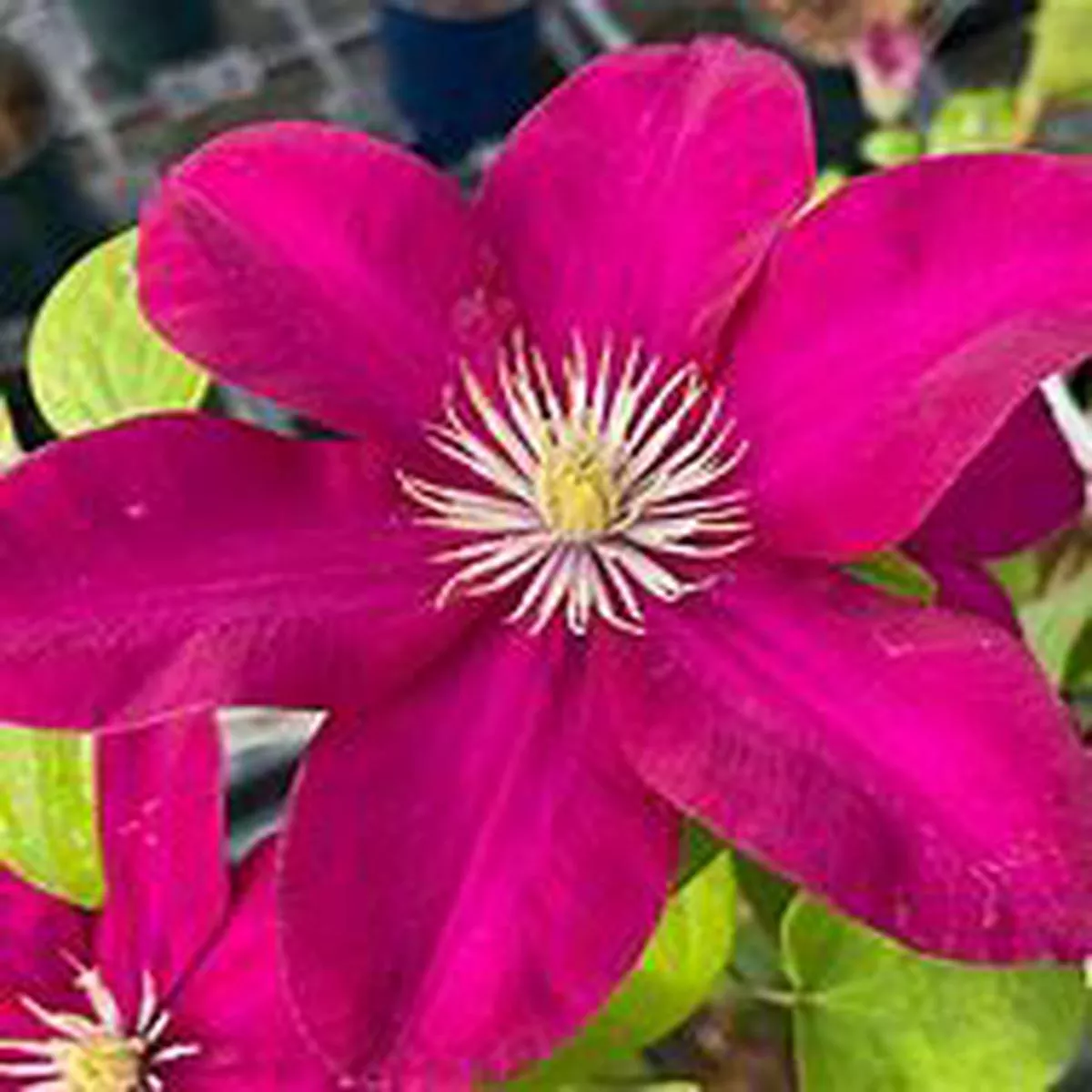 Clematis – Issey