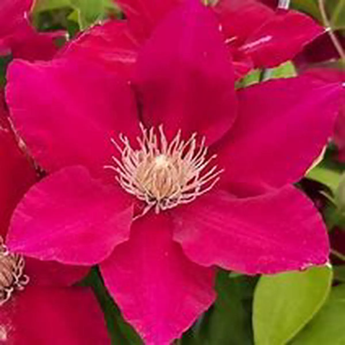 Clematis – Jie