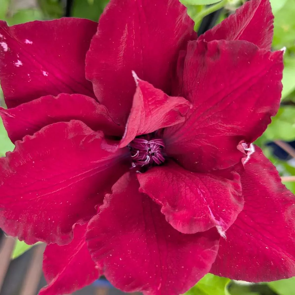 Clematis’Nubia ’