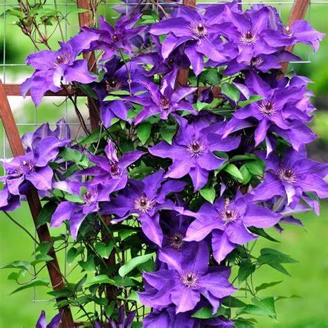 Clematis ‘The President’ – 1 Gallon Potted Vine