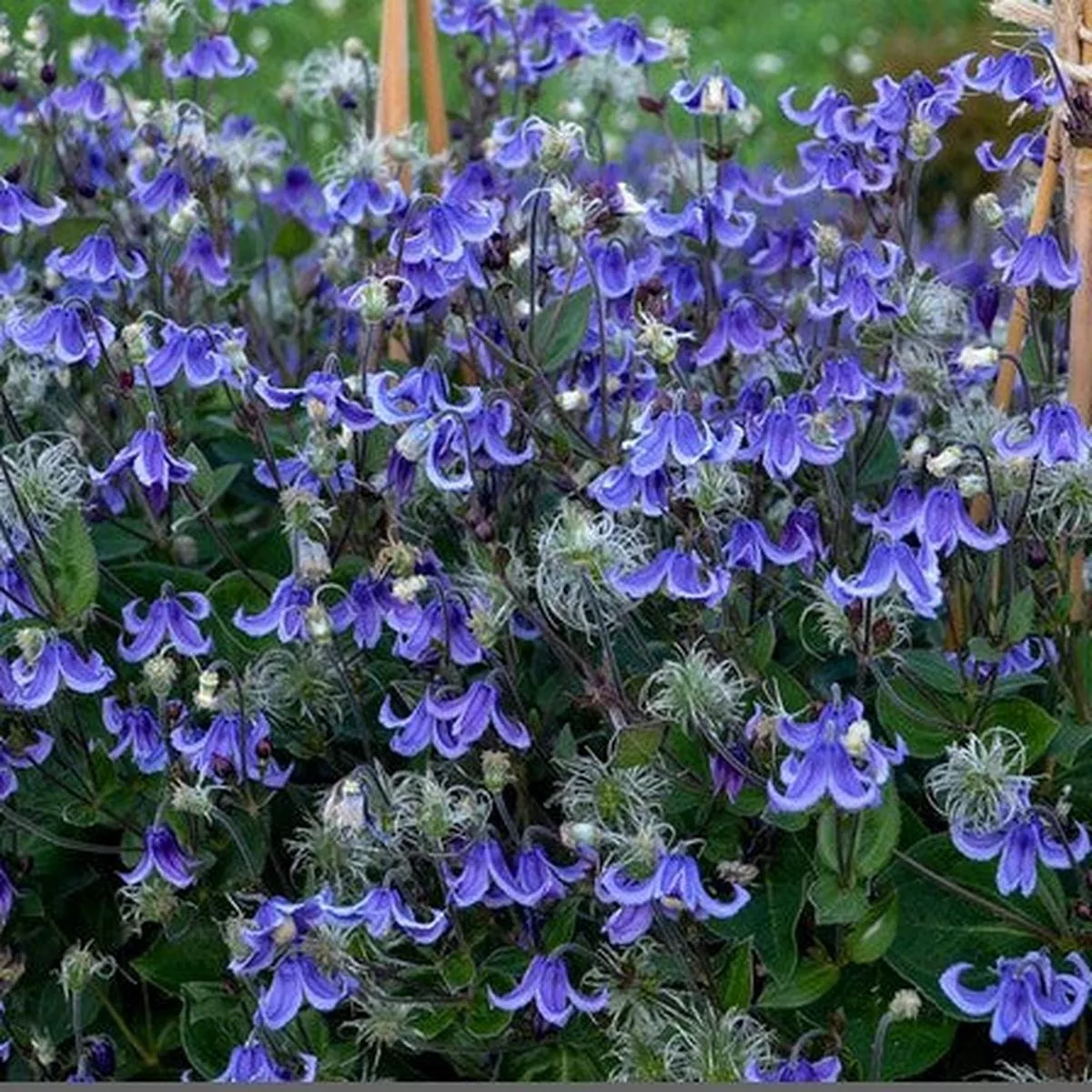 Clematis’Stand by Me ’