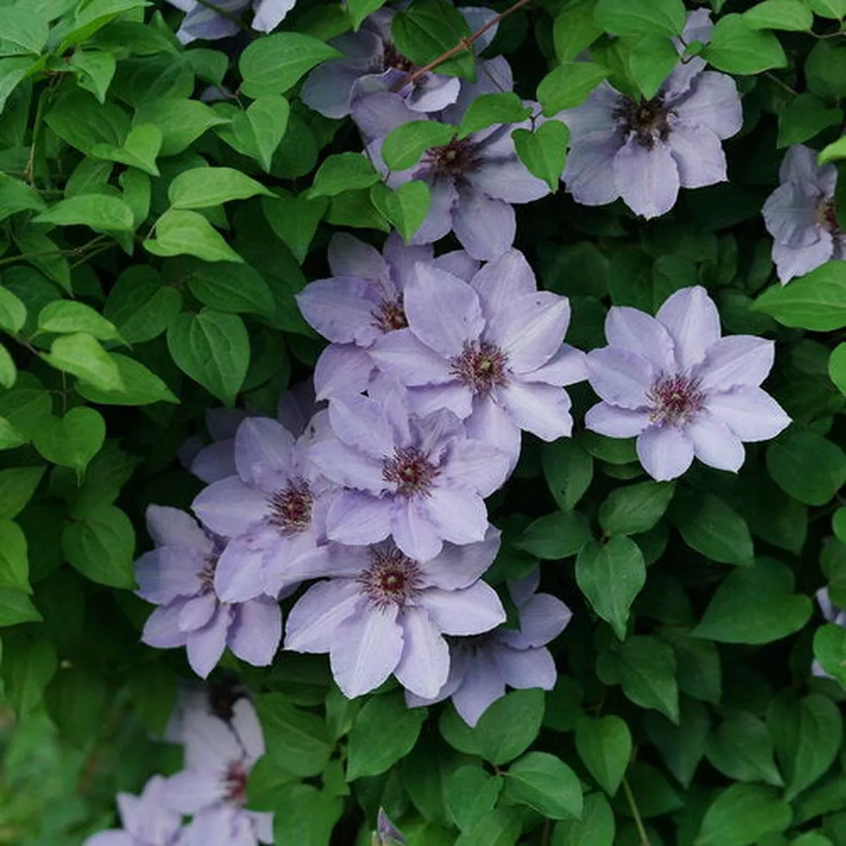 Clematis’Still Waters ” ’
