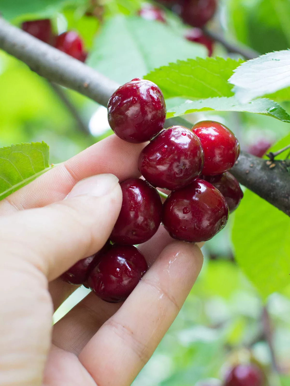 Combination Cherry Tree (4 varieties) – Standard (4′-5′)