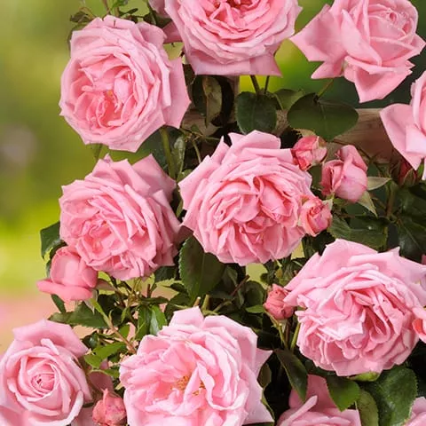 Coral Dawn Rose – 2 Gallon Potted Shrub