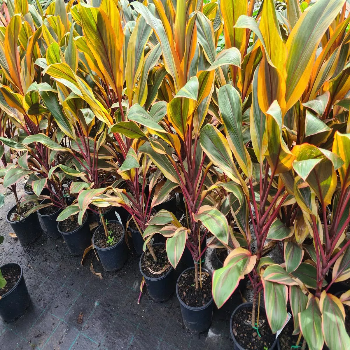 Cordyline fruticosa Early Morning Diamond