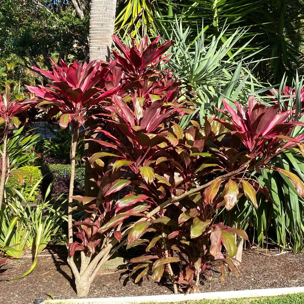Cordyline fruticosa’Rubra ’ (Red Cabbage Palm)