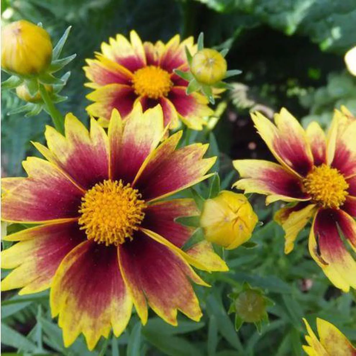 Coreopsis Li ’L Bang’Enchanted Eve ’