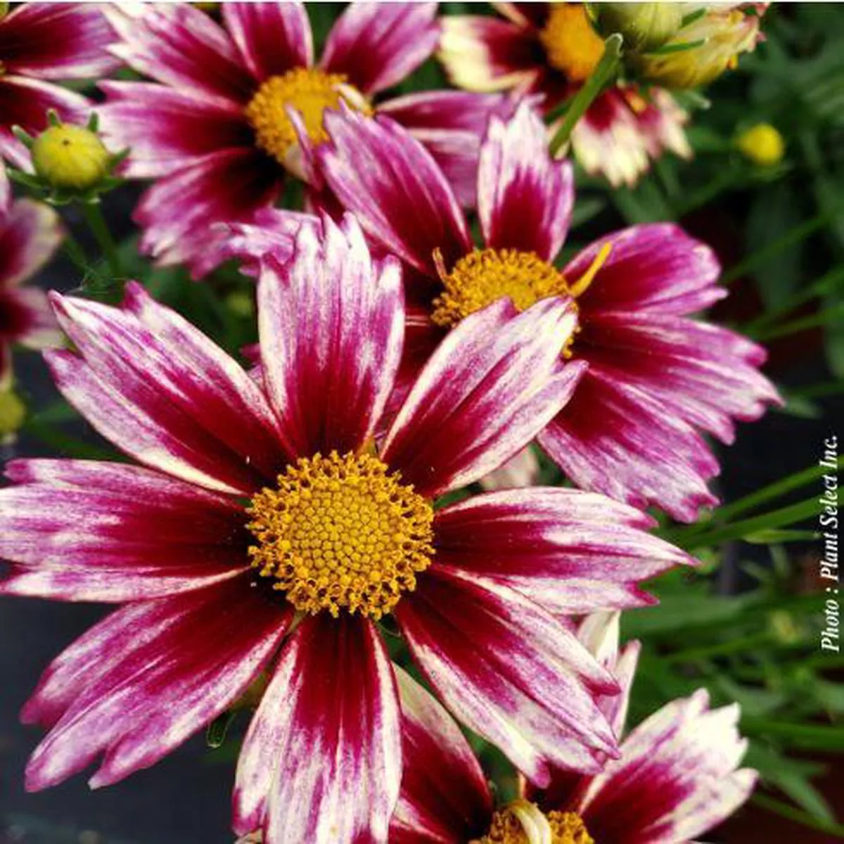 Coreopsis Li ’l Bang ”’Starlight ’