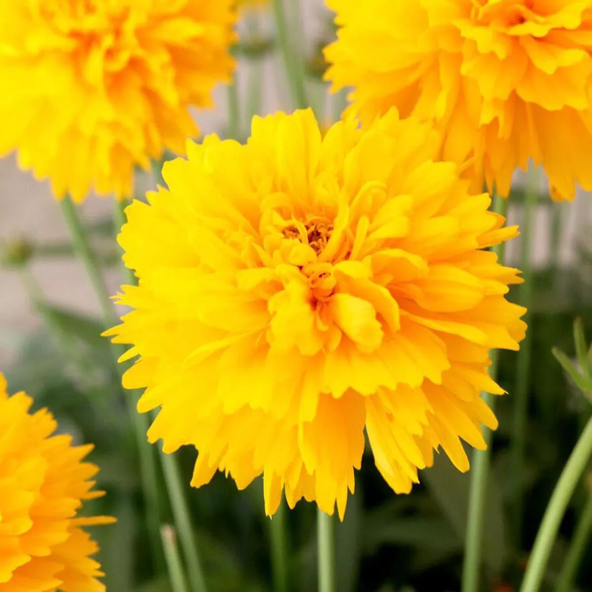 Coreopsis’Moonswirl ’