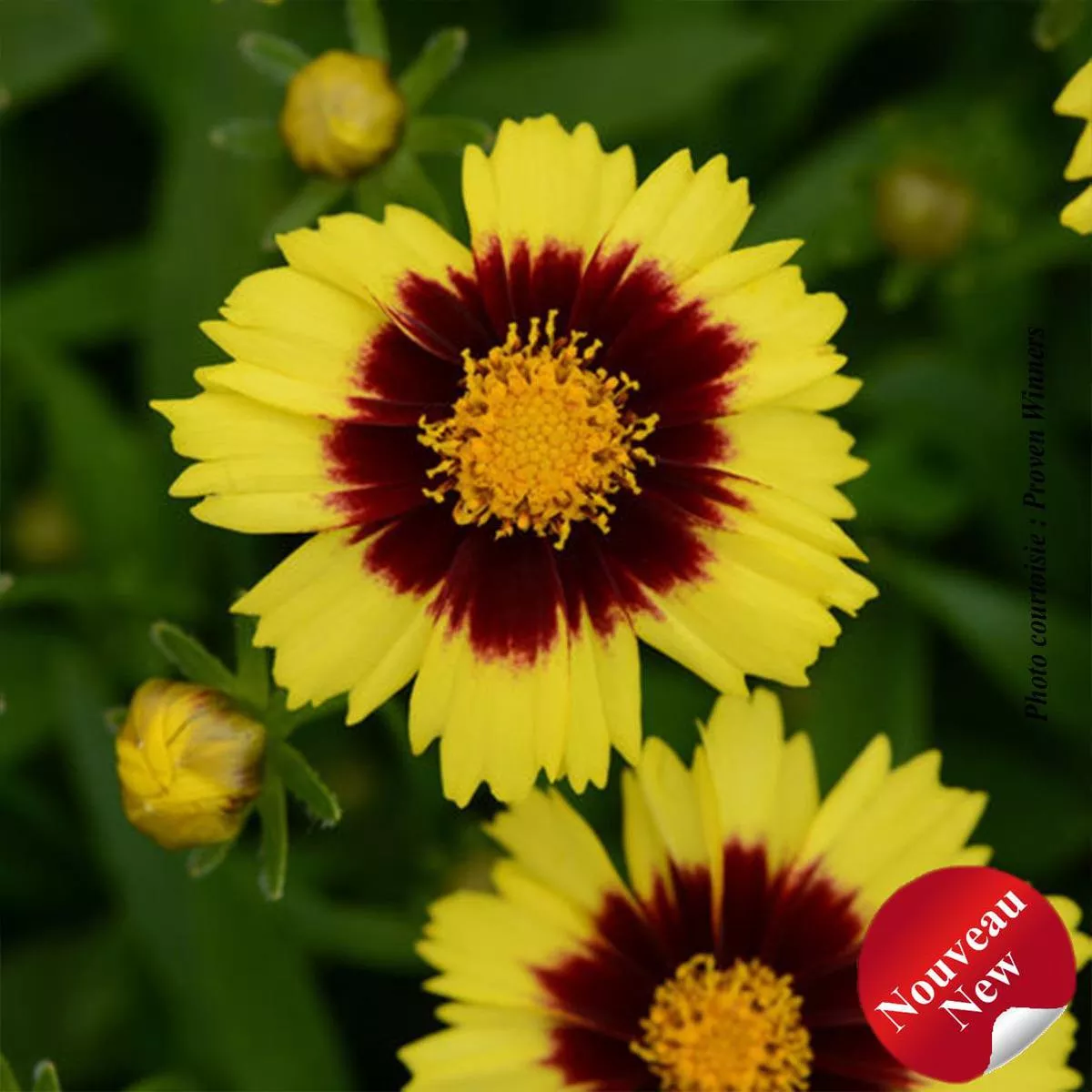 Coreopsis Uptick ” Yellow and Red