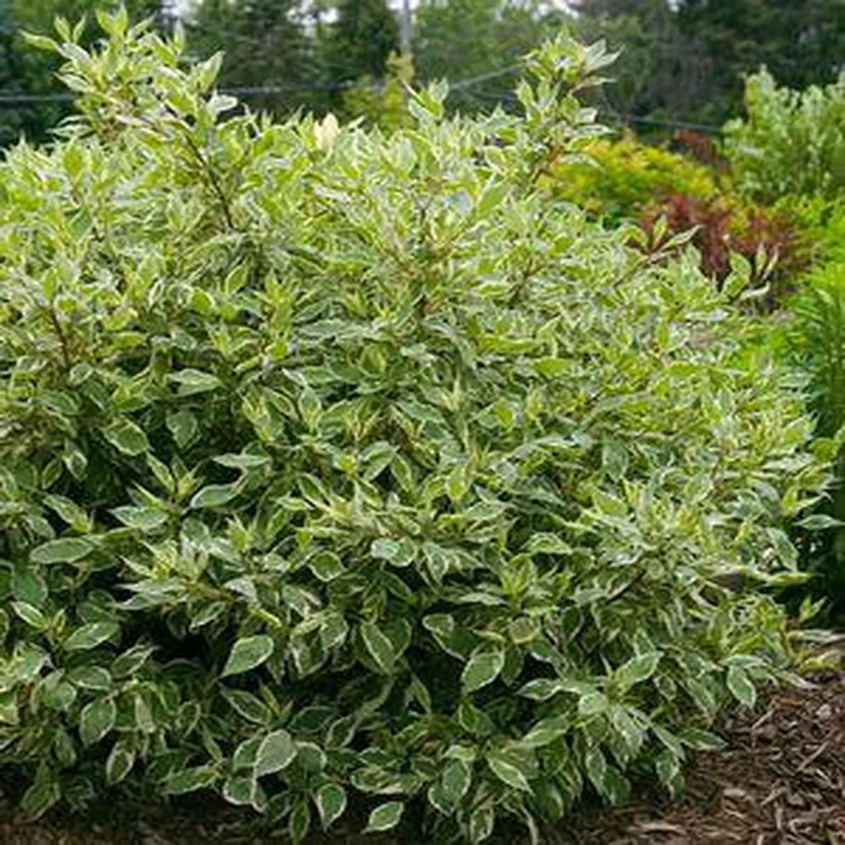 Cornus alba’Ivory Halo ’ (Bailho)