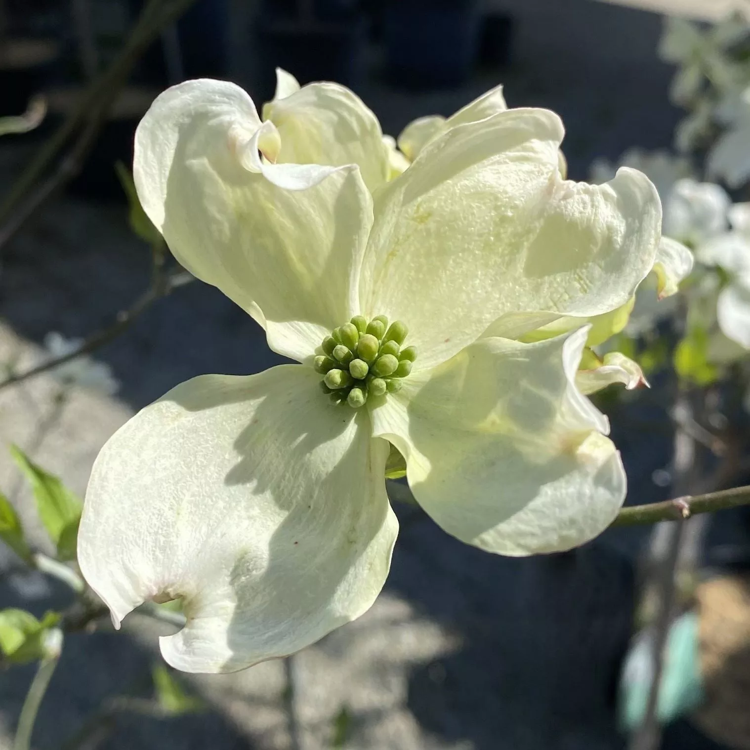 Cornus f Kay’s Appalachian Mist #7