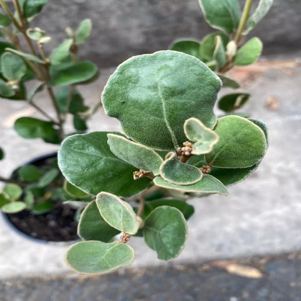 Correa albaWhite Correa Plant