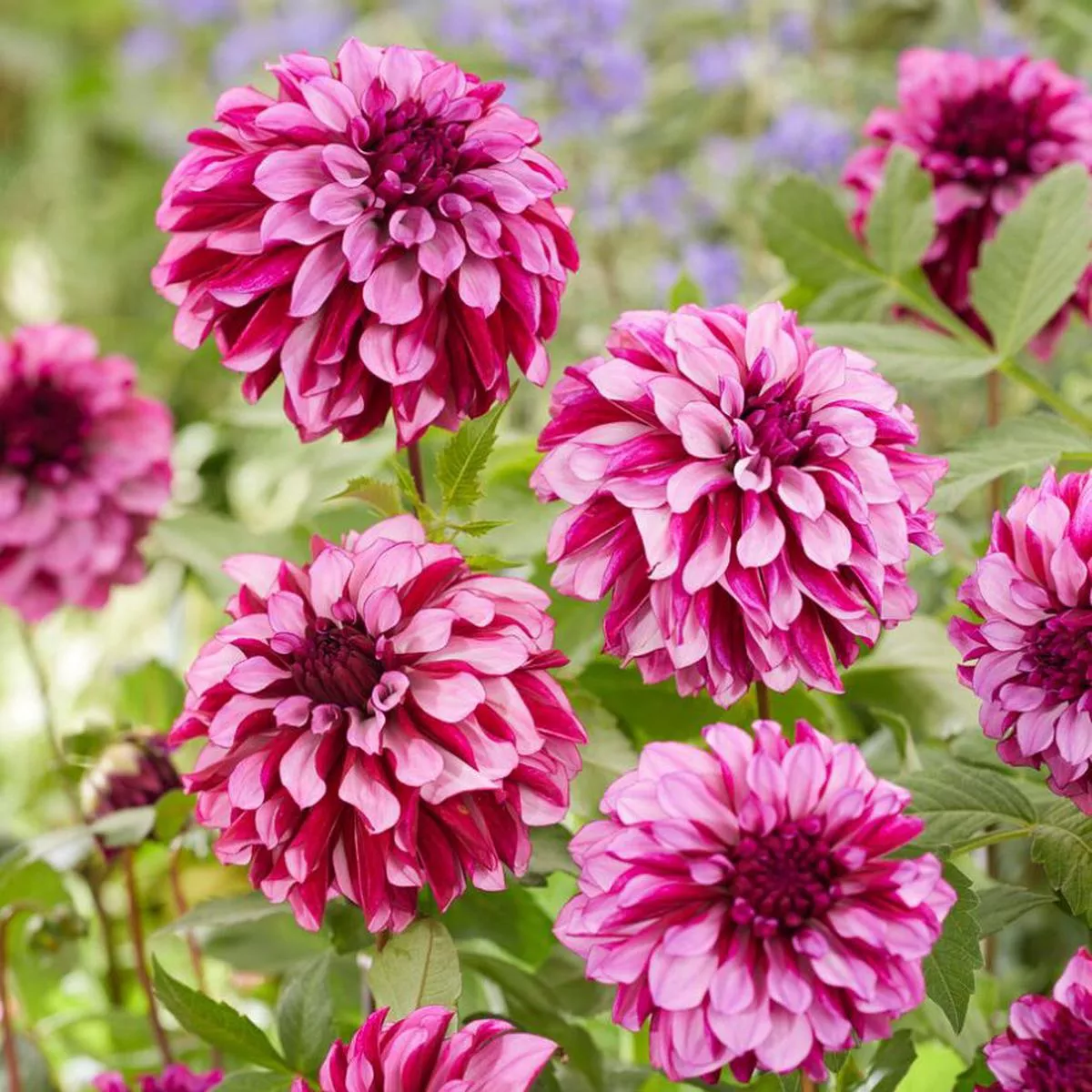 ’Cranberry Classic ’ Dahlia