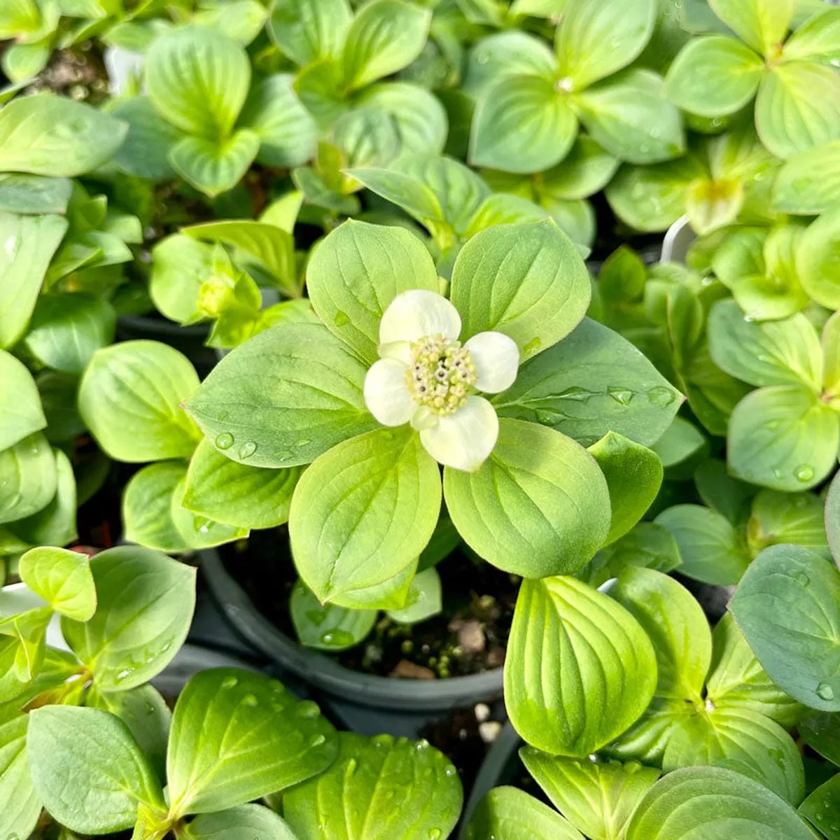Creeping Dogwood
