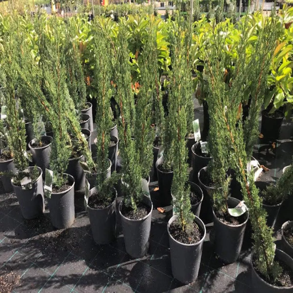 Cupressus sempervirens’Glauca ’ (Italian Cypress)