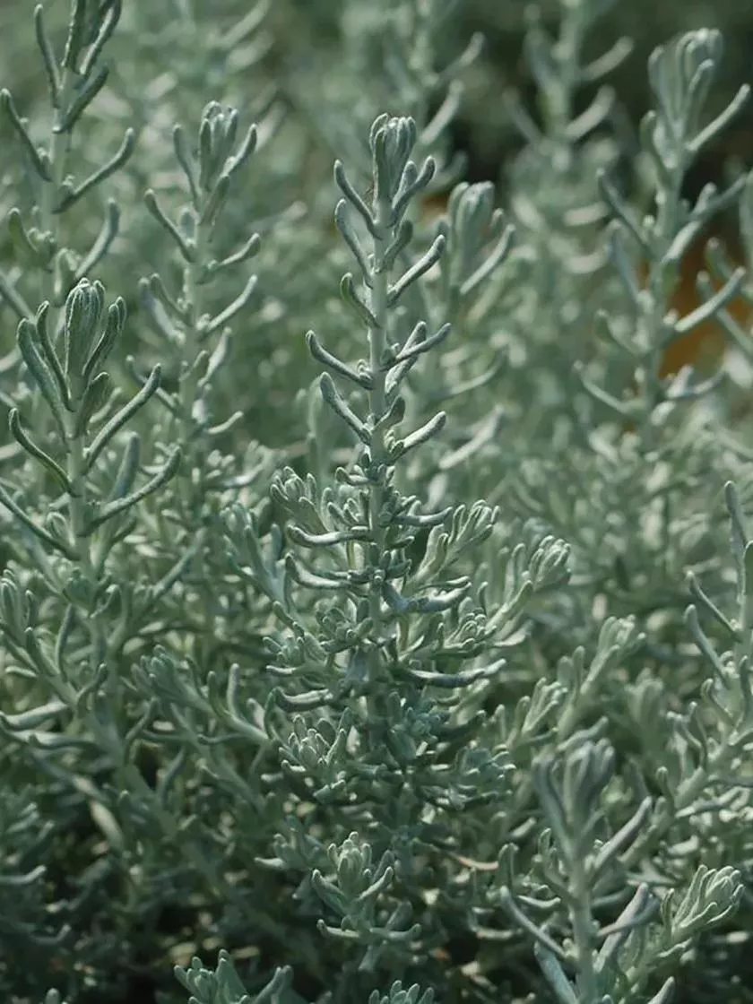 Curry Plant