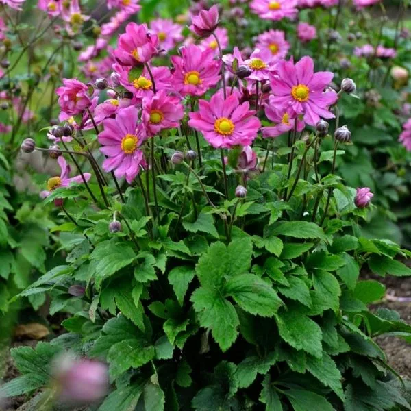 Curtain Call Deep Rose Japanese Anemone – #1 Container