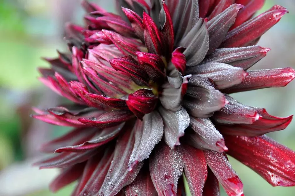 Dahlia Black Jack Bulbs, 5 Pack