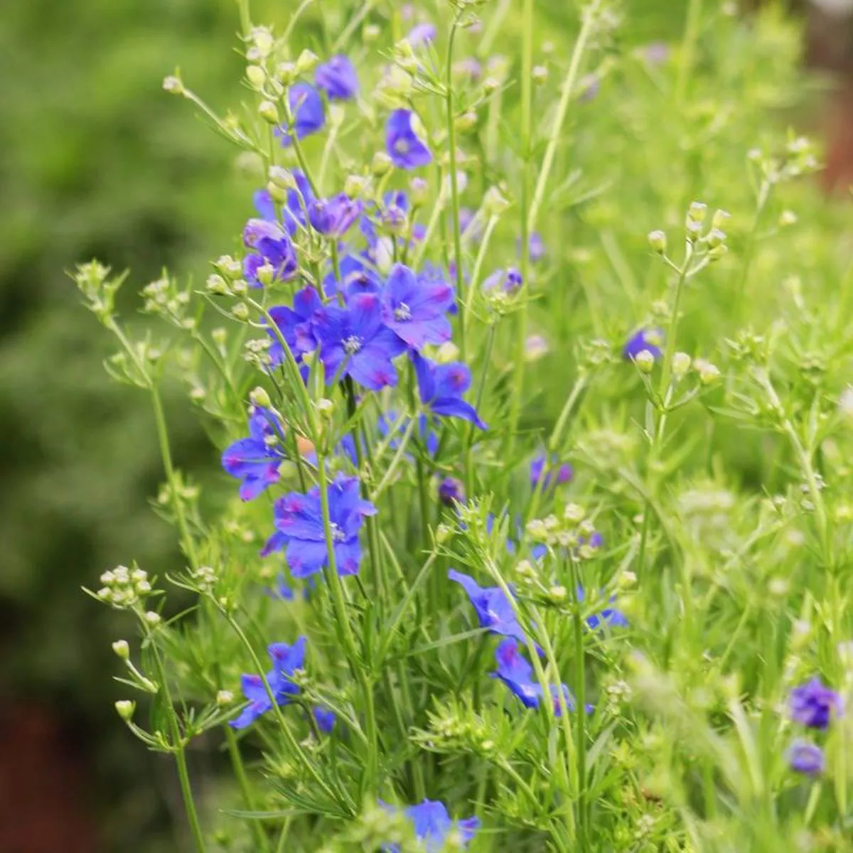 Delphinium Jenny ’s Pearl Blue F1 Seed