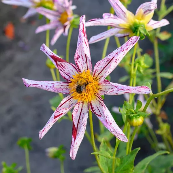 Destiny’s Teacher Dahlia – 5 Pack Bulbs