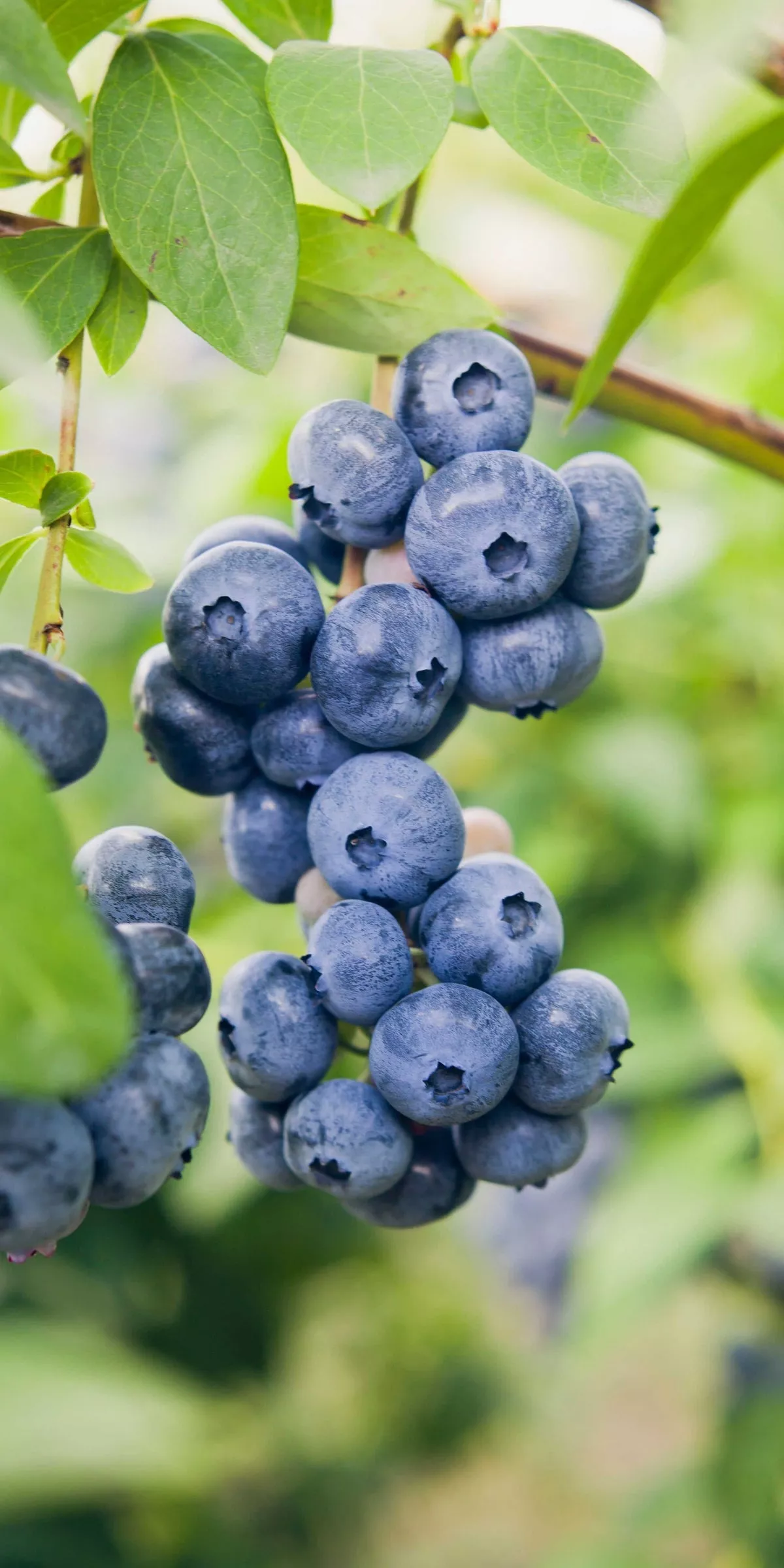 Dixie Blueberry – 1 Gallon Pot