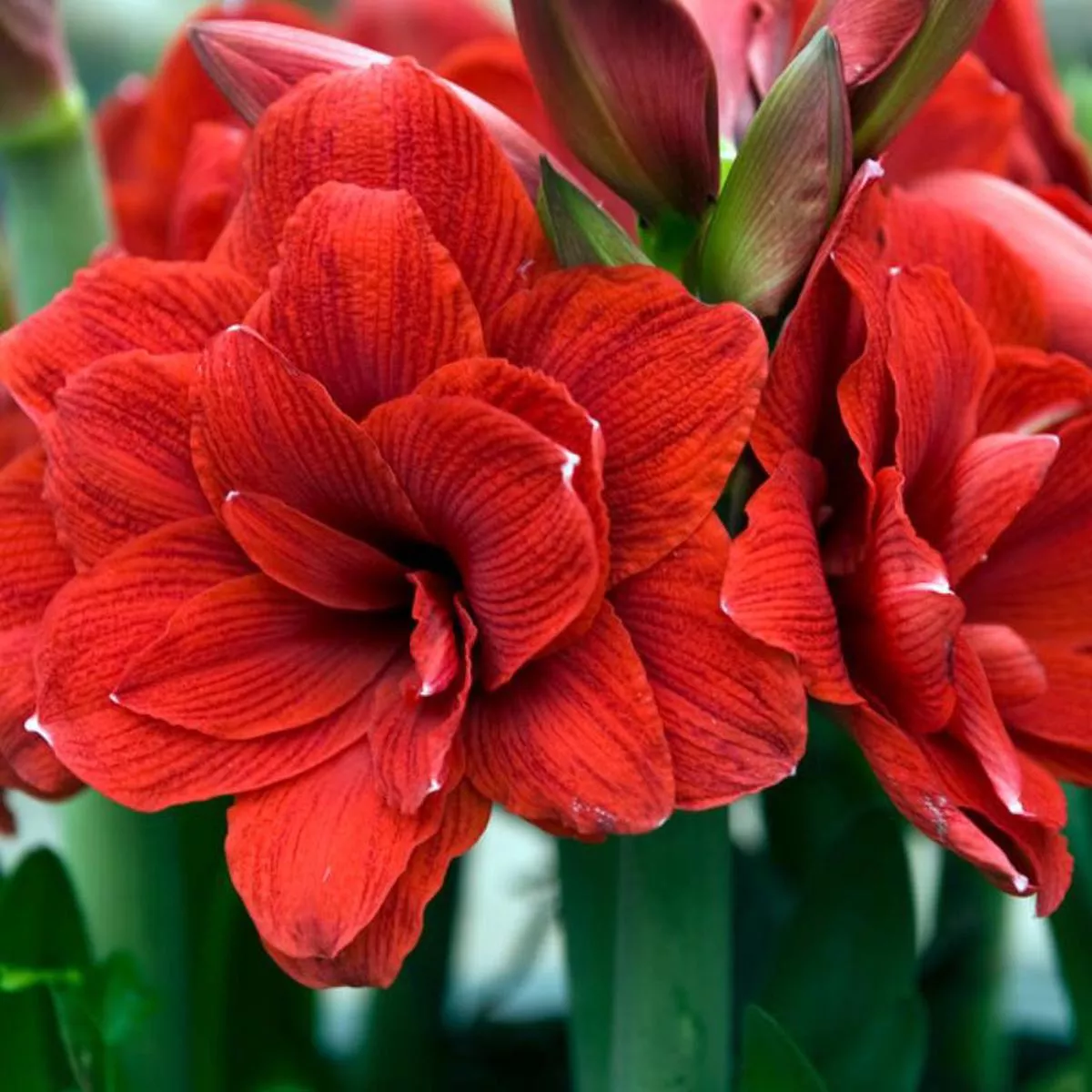 ’Double Dragon ’ Amaryllis Bulb