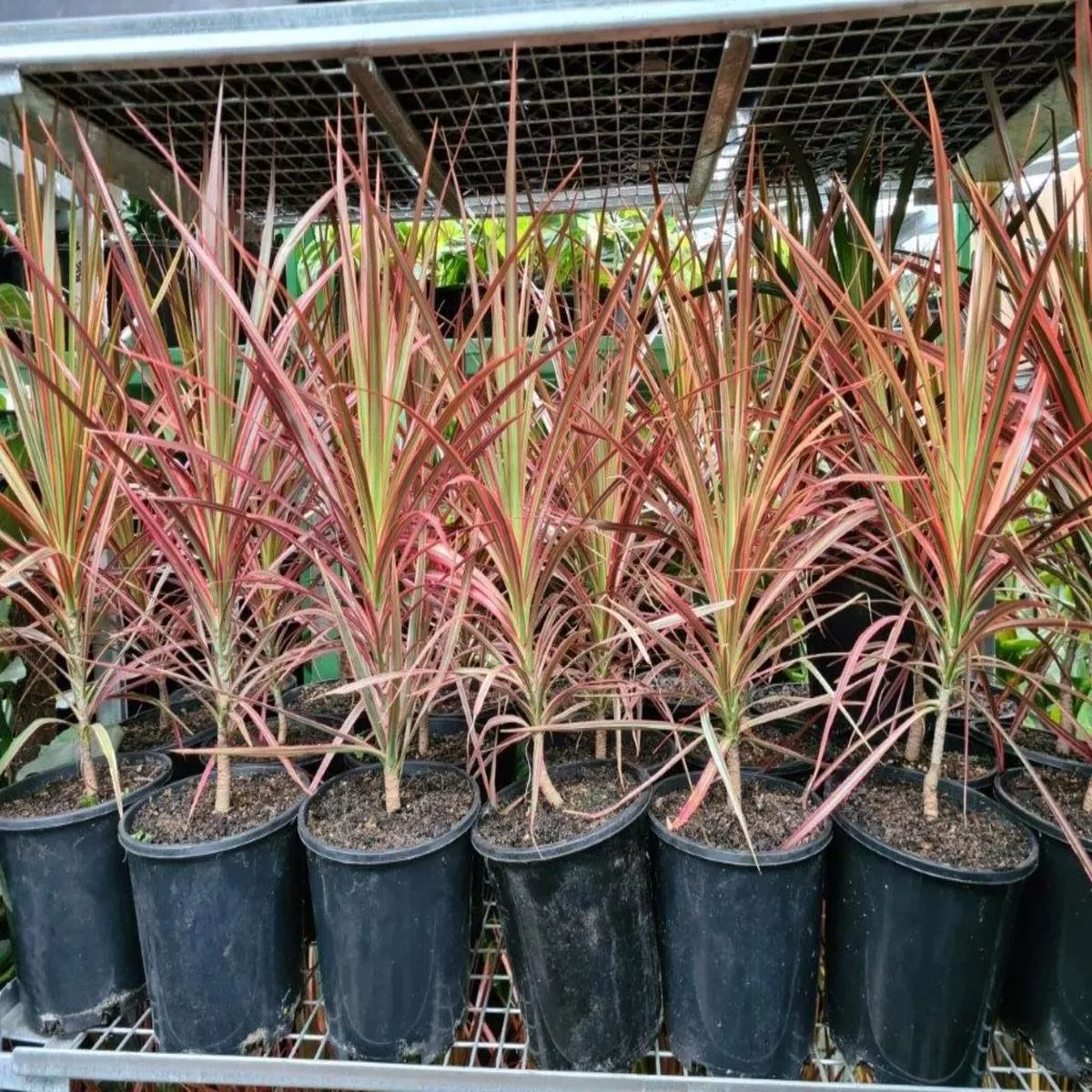 Dracaena marginata’Colorama ’ (Dragon Tree)