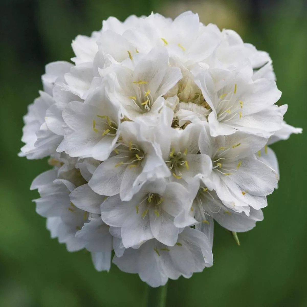 Dreameria’Dream Clouds ’ Sea Thrift