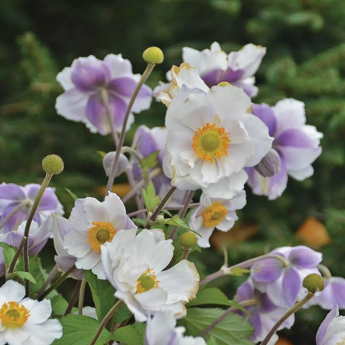’Dreaming Swan ’ Japanese Anemone