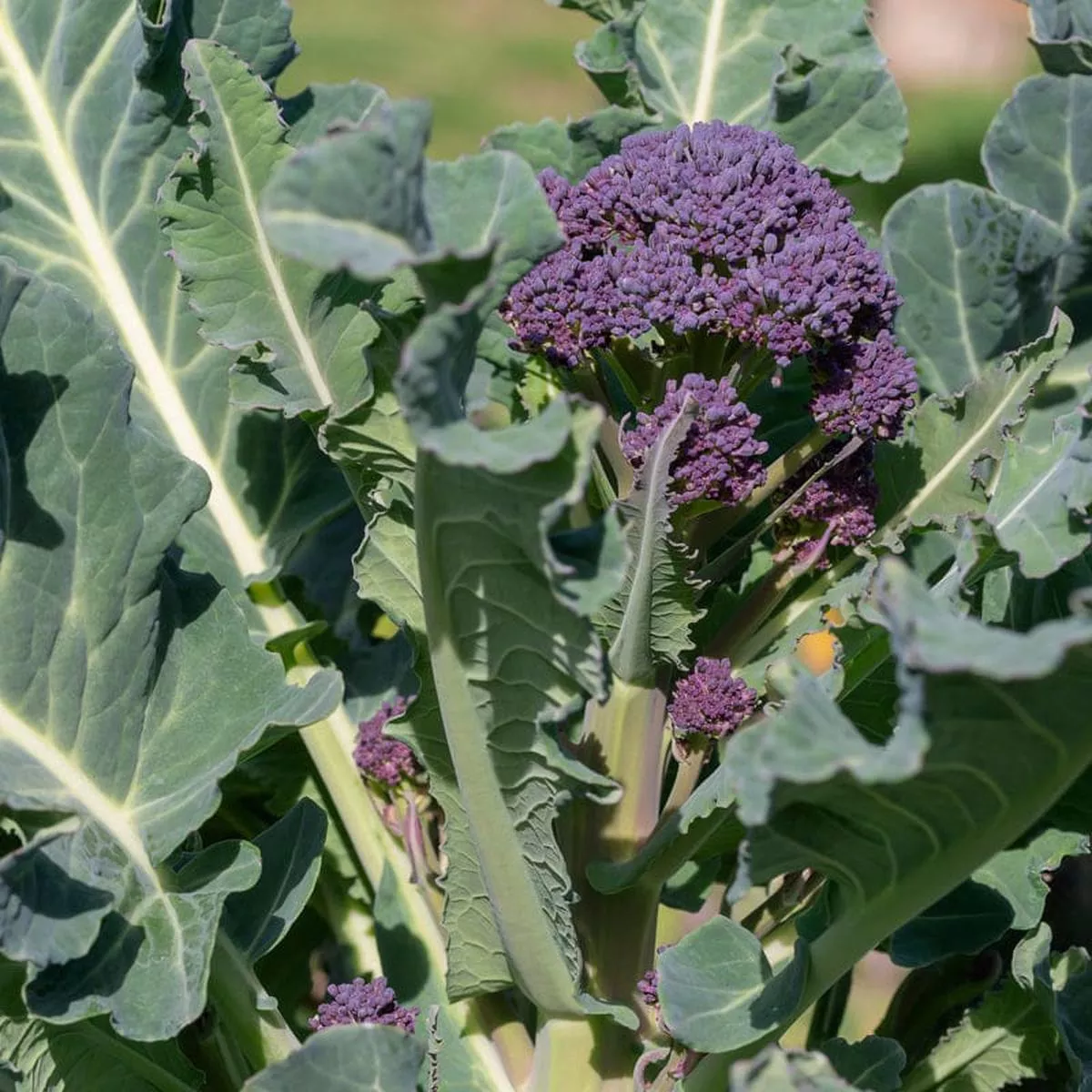 Early Purple Sprouting Broccoli ( 120-200 Days )