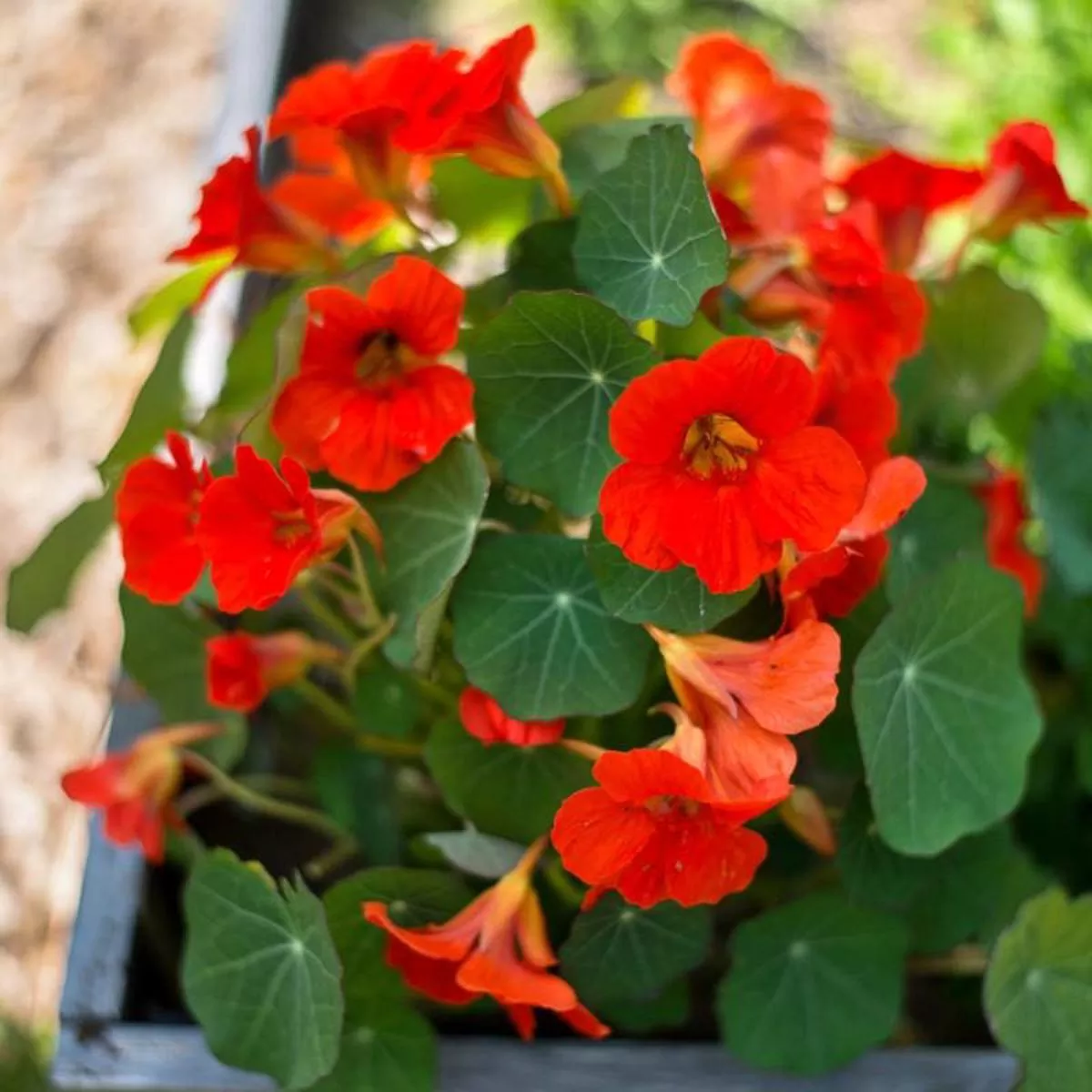 Empress of India Nasturtium