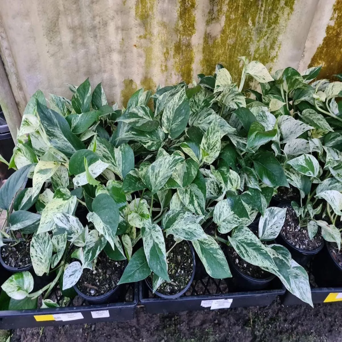Epipremnum aureum’Marble Queen ’ (Marble Queen Pothos/Devil ’s Ivy)