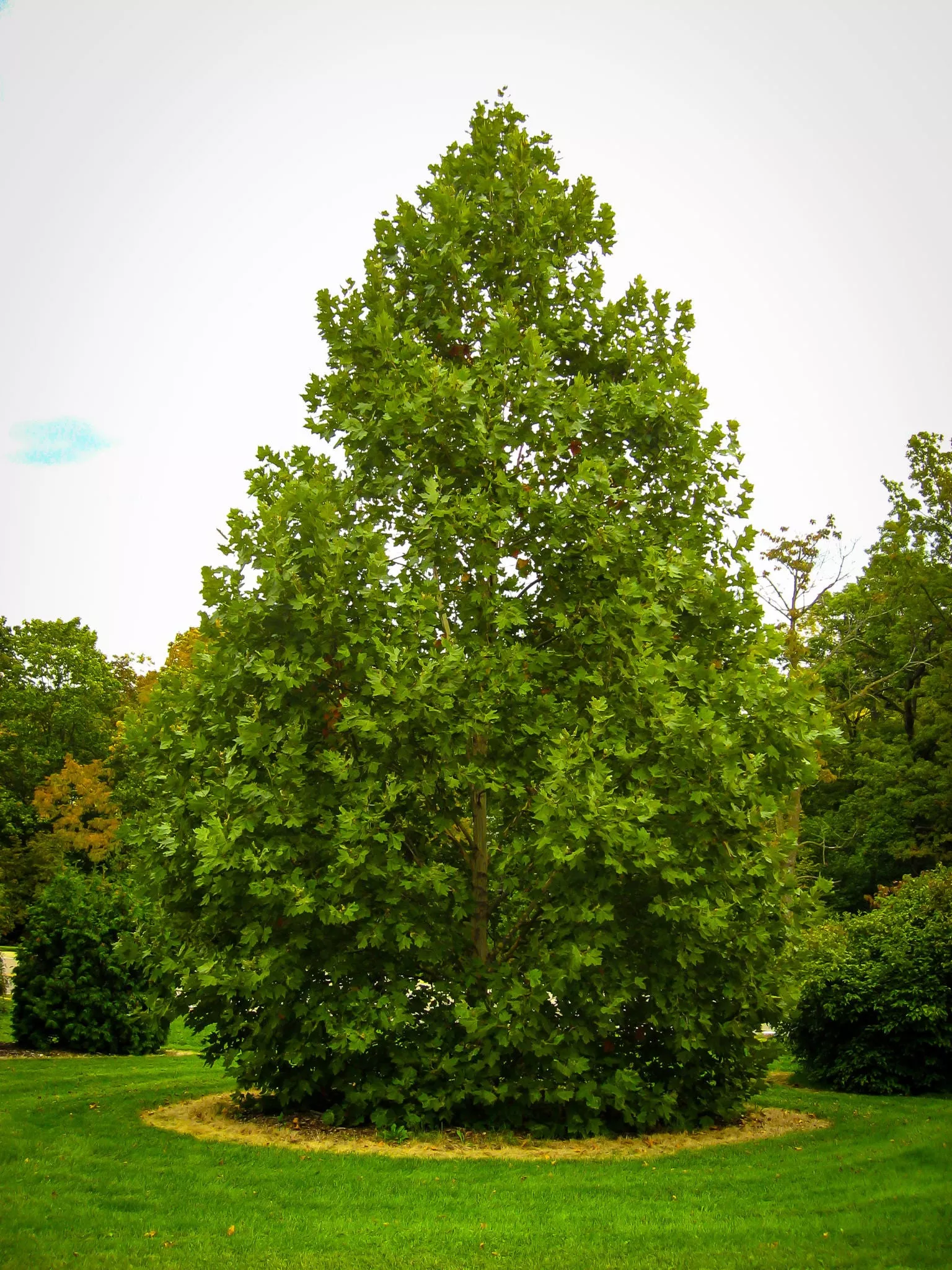 Exclamation! London Planetree – Sycamore- 5 Gallon Potted Tree