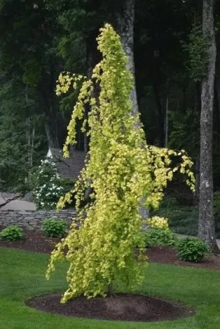 Fagus s purpurea pendula 4′