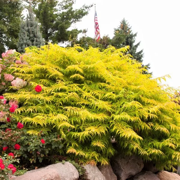 First Editions Tiger Eyes Cutleaf Staghorn Sumac Hedge – 5.5 Inch Container 8 Pack
