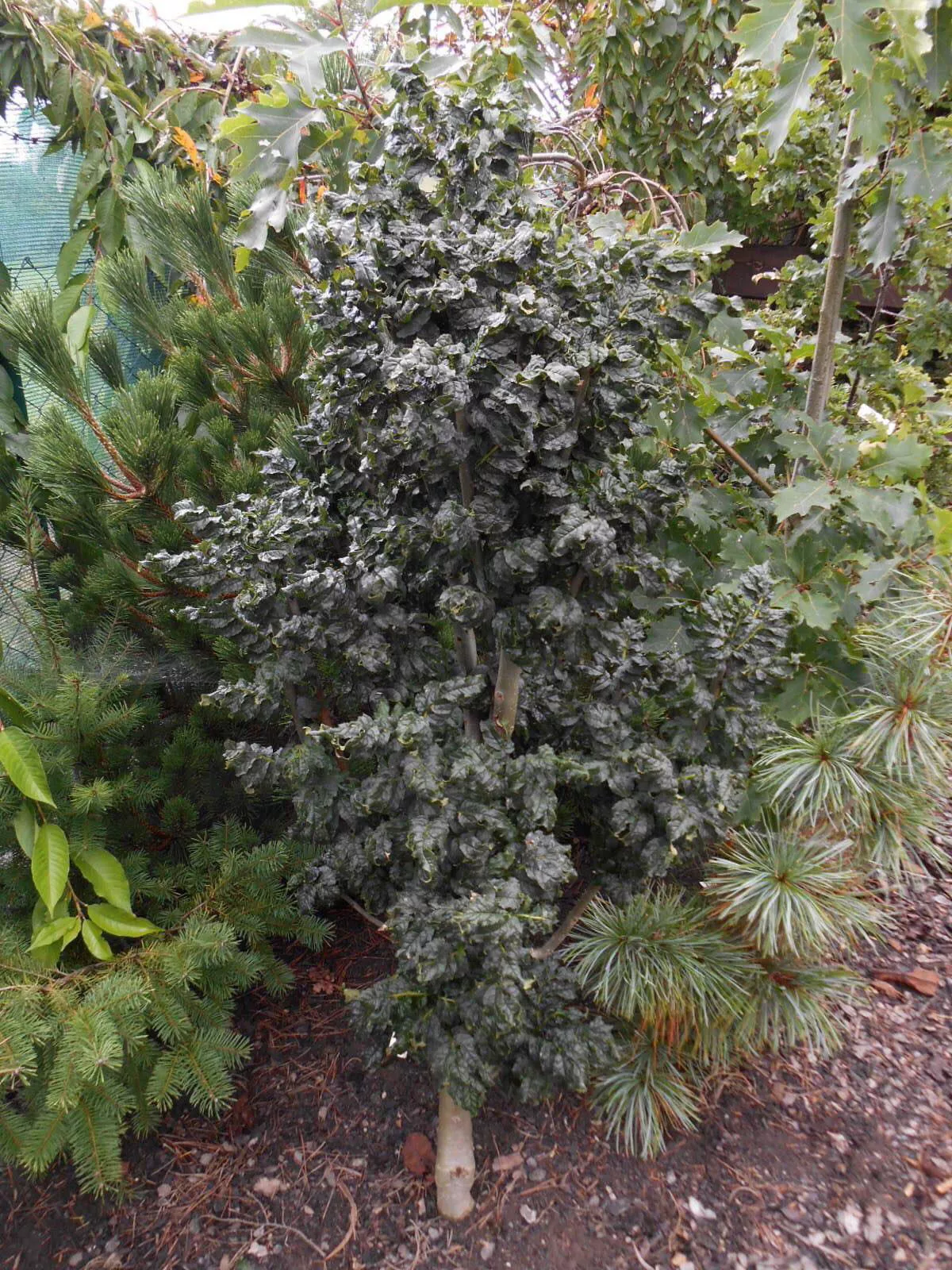 Fraxinus excelsior ‘Crispa’ Dwarf Ash Tree – 1 gallon (LTD)