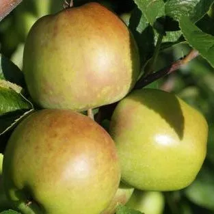 Fruit-Apple-Newtown Pippin semi-dwarf #7