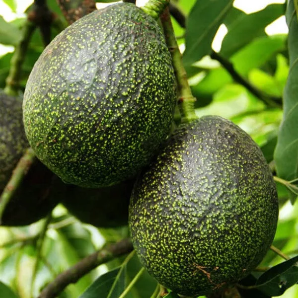 GEM Avocado – 15 Gallon ( 4 – 5 ft. )