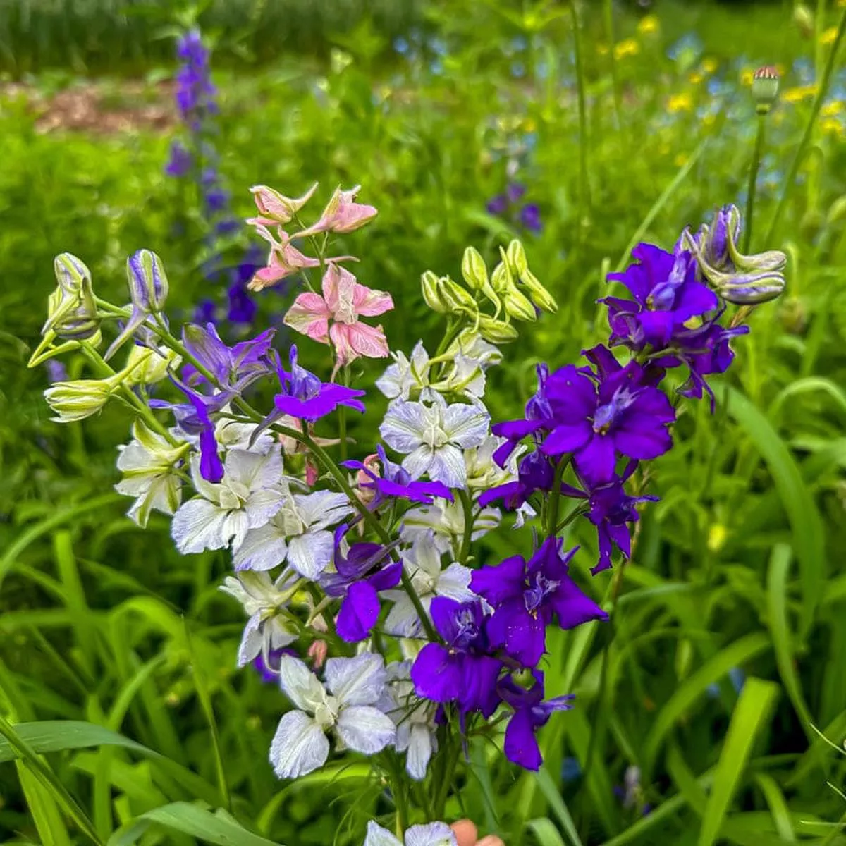Giant Imperial Mix Larkspur