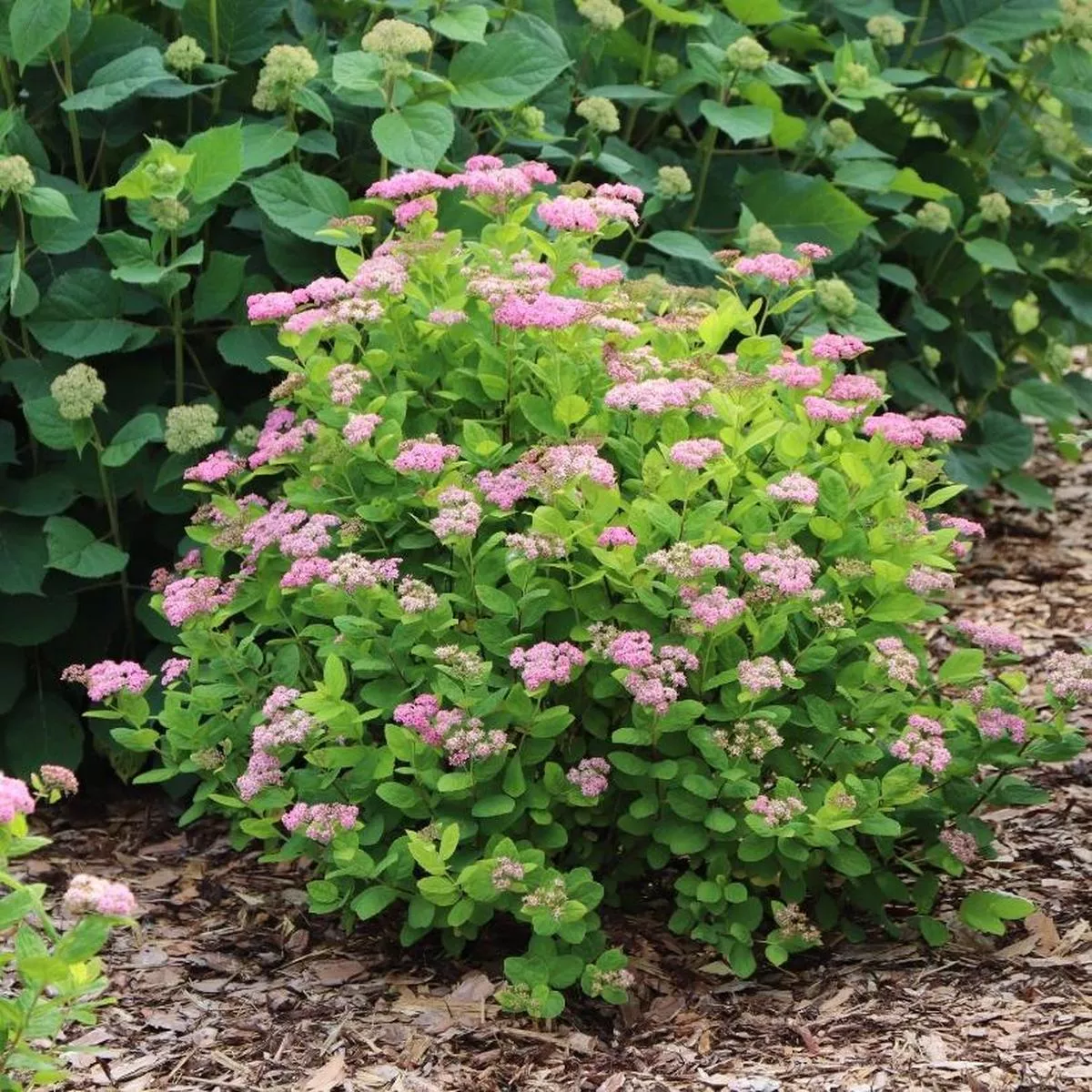 Glow Girl Pink Birch Leaf Spirea