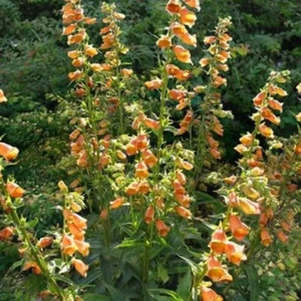 Goldcrest Foxglove – 5 Inch Container